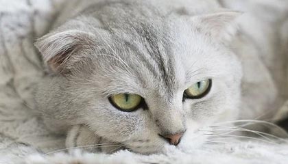 临沧2026年最新北京商务伴游经纪招聘渠道分享(最方便真实的临沧北京爱特博旅运服务有限责任公司招聘方法)