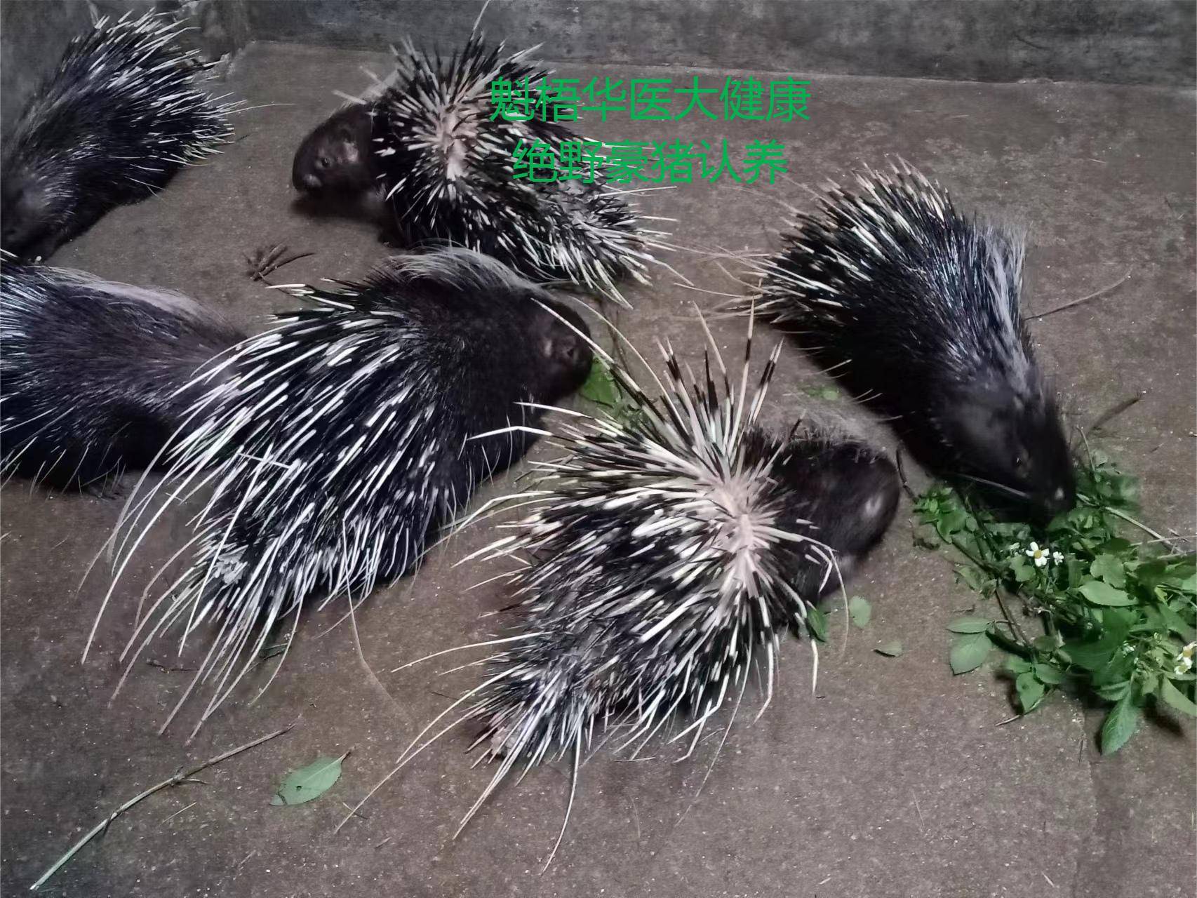 最新豪猪回收商家方法分析(最方便真实的临沧豪猪卖去什么地方方法)